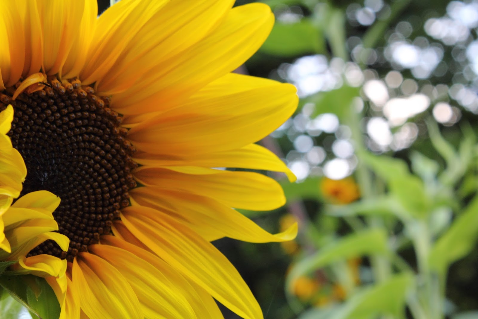 big B Sunflower Colors