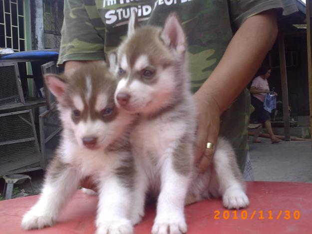 brown husky puppy puppy dogs brown siberian husky puppies brown husky puppy puppy dogs brown siberian husky puppies