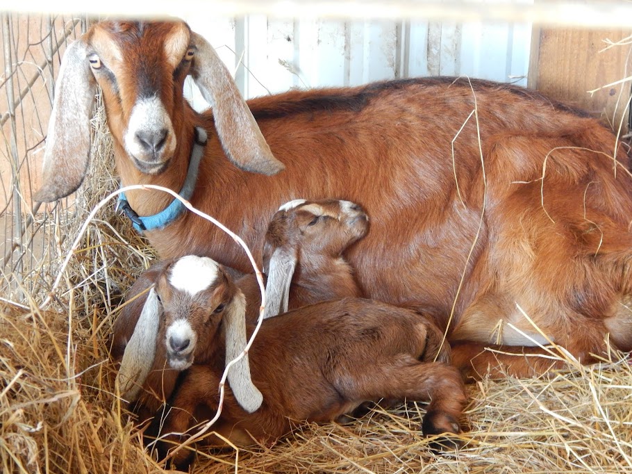 Thoughts from Frank and Fern Why Did My Baby Goats Die?
