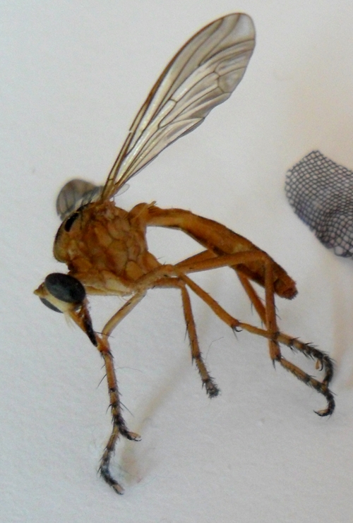 Fabric Insects