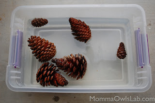 Momma Owl's Lab: The Pine Cone Experiment