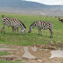 Within the Ngorongoro Crater.