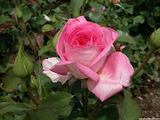 ROSA, FLOR DEL AMOR (rosa )