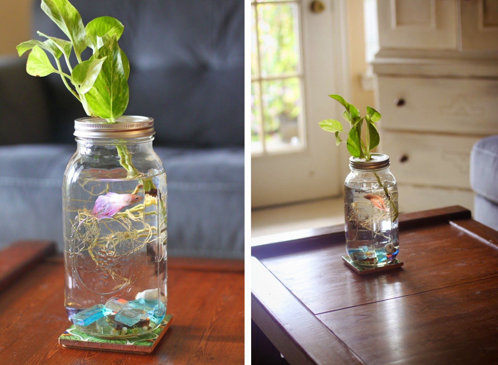 Lauren Spindle Artist Blog Betta Mason Jar Home