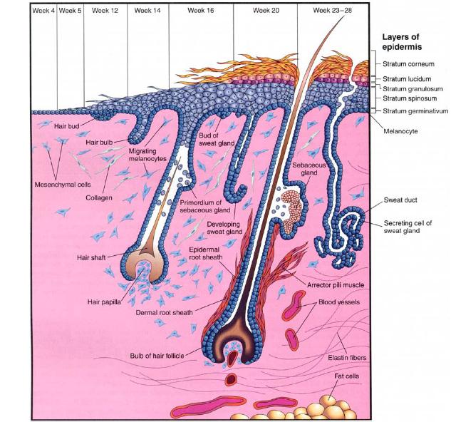 A Secure Base Baby Hair Growth