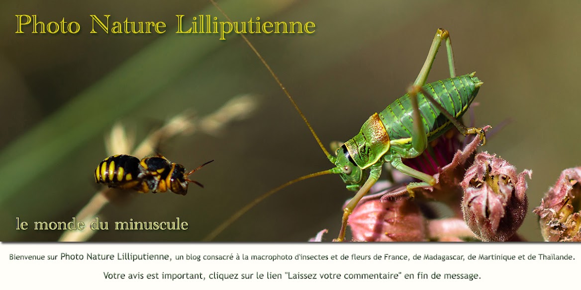 Photo Nature Lilliputienne (macrophotographies)