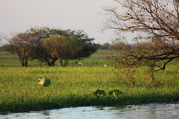 yellow water