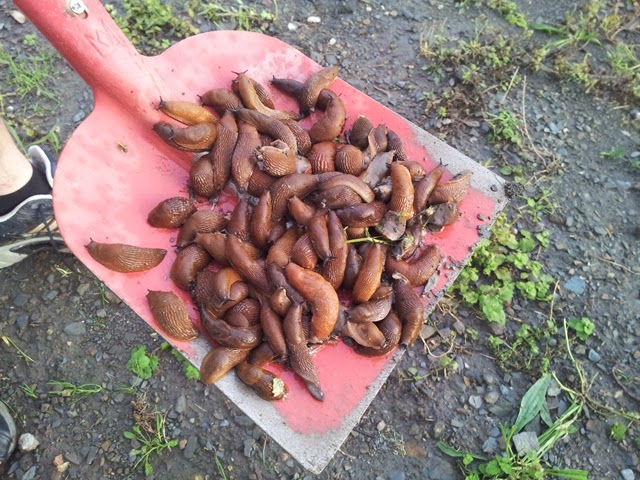 Anita Dirk S Bautagebuch Winkelbungalow Fortschritt