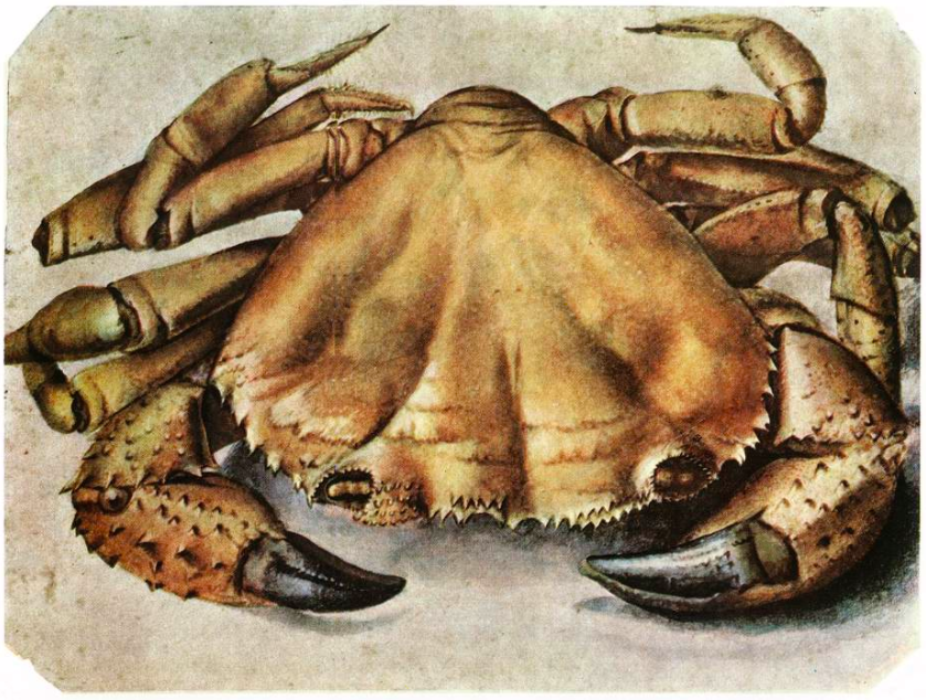 The Sentinel Crab