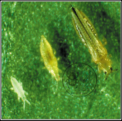 التربس thrips الوصف المورفولوجي ودورة الحياة والمكافحة المتكاملة حوريات التربس thrips الوصف المورفولوجي ودورة الحياة والمكافحة المتكاملة