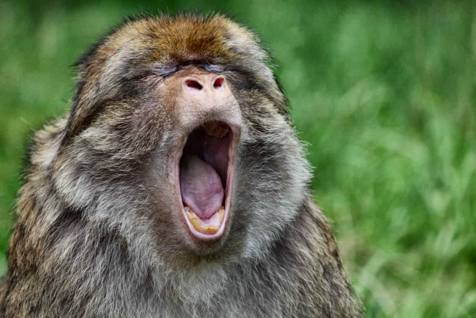 Funny monkeys , crazy shots - Animal Info