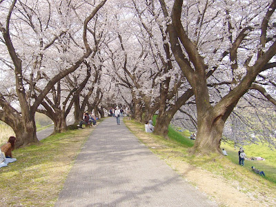 京都府八幡市・背割堤の桜