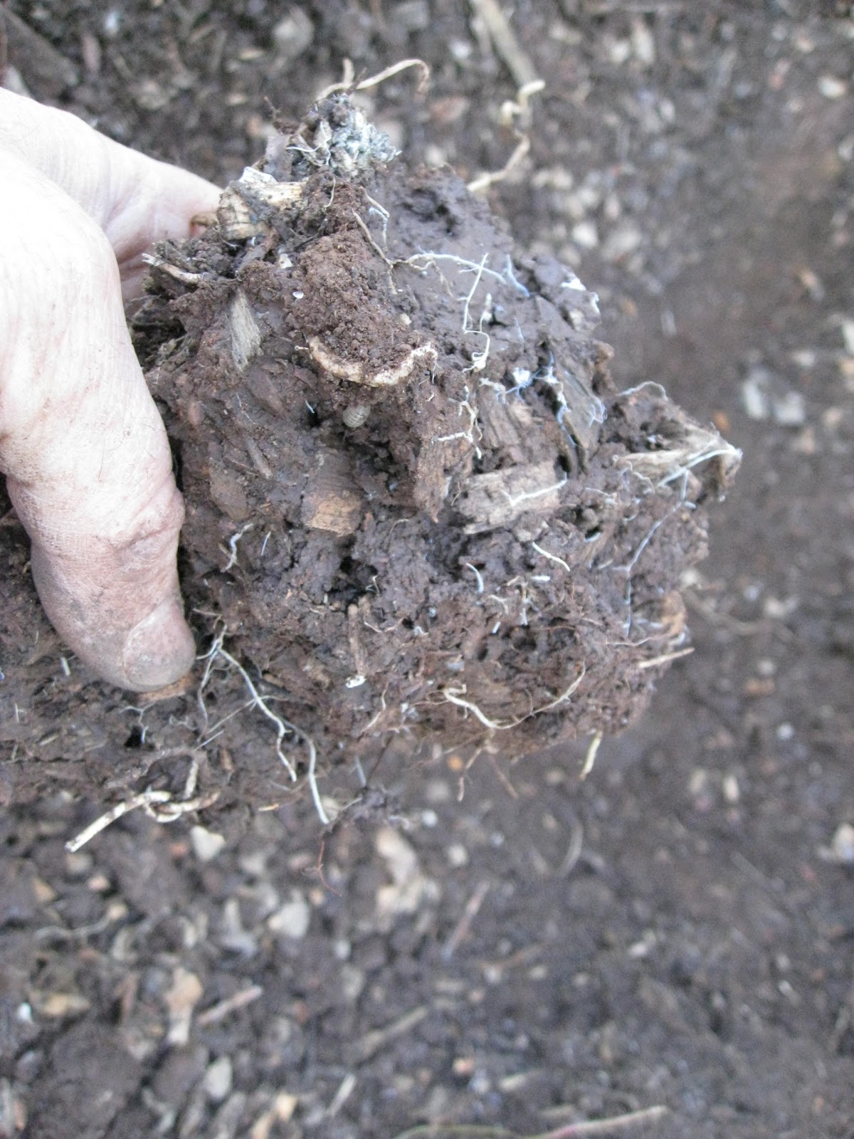 Low Cost Vegetable Garden: Wood chip soil pictures