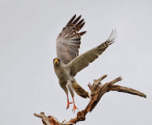 Eastern Chanting Goshawk, Ethiopia