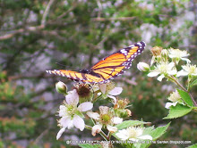 A Monarch on Blackberry Blossoms