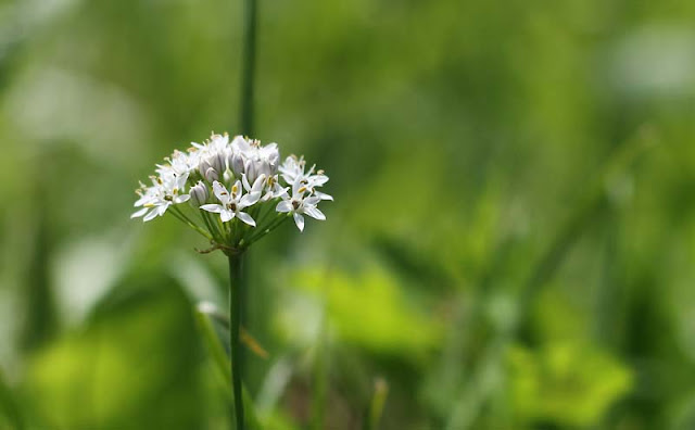 Garlic Chives Flowers Pictures