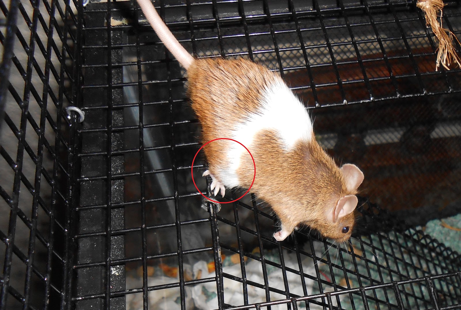 Dog in the Desert Sick Mouse