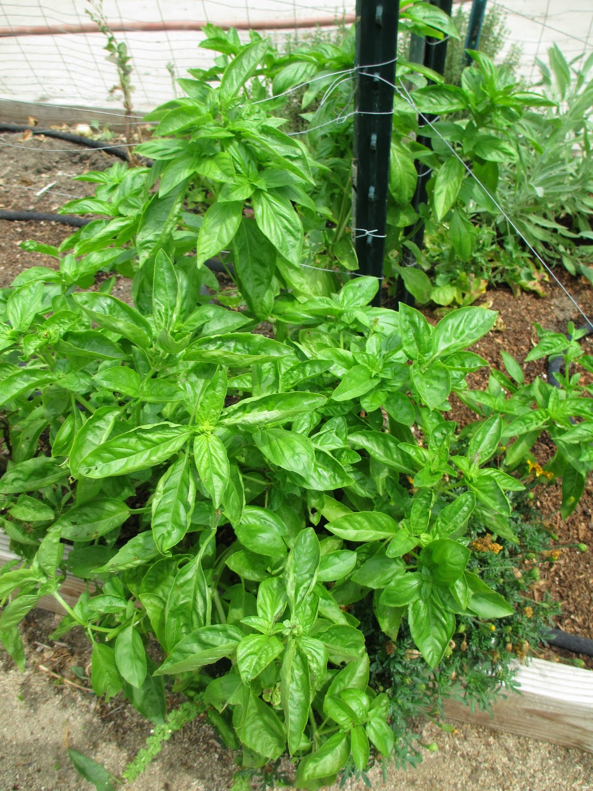 Andie's Way Deadheading to Prolong The Harvest Tips for Beginners