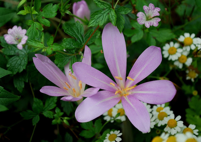Viburnum Tinus 7 5 Ltr Perfect For Plants