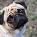 Por que cachorro come cocô?