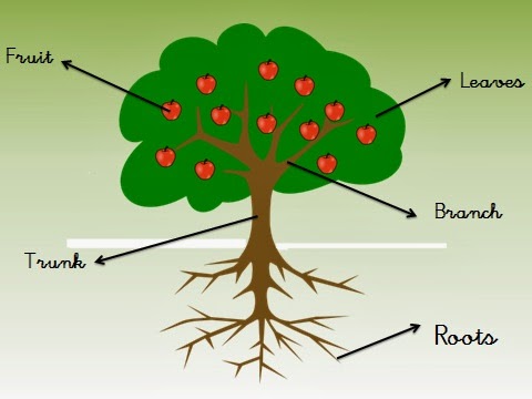 what are the three main parts of a tree