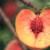 Ροδάκινο: Ένα θρεπτικό φρούτο, πλούσιο σε βιταμίνες, μέταλλα και ιχνοστοιχεία