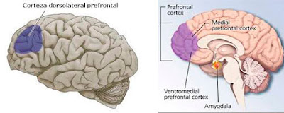 Neuromanagement Corteza Prefrontal