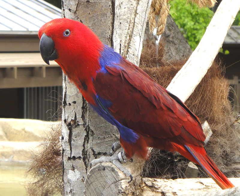 Red Eclectus Parrot