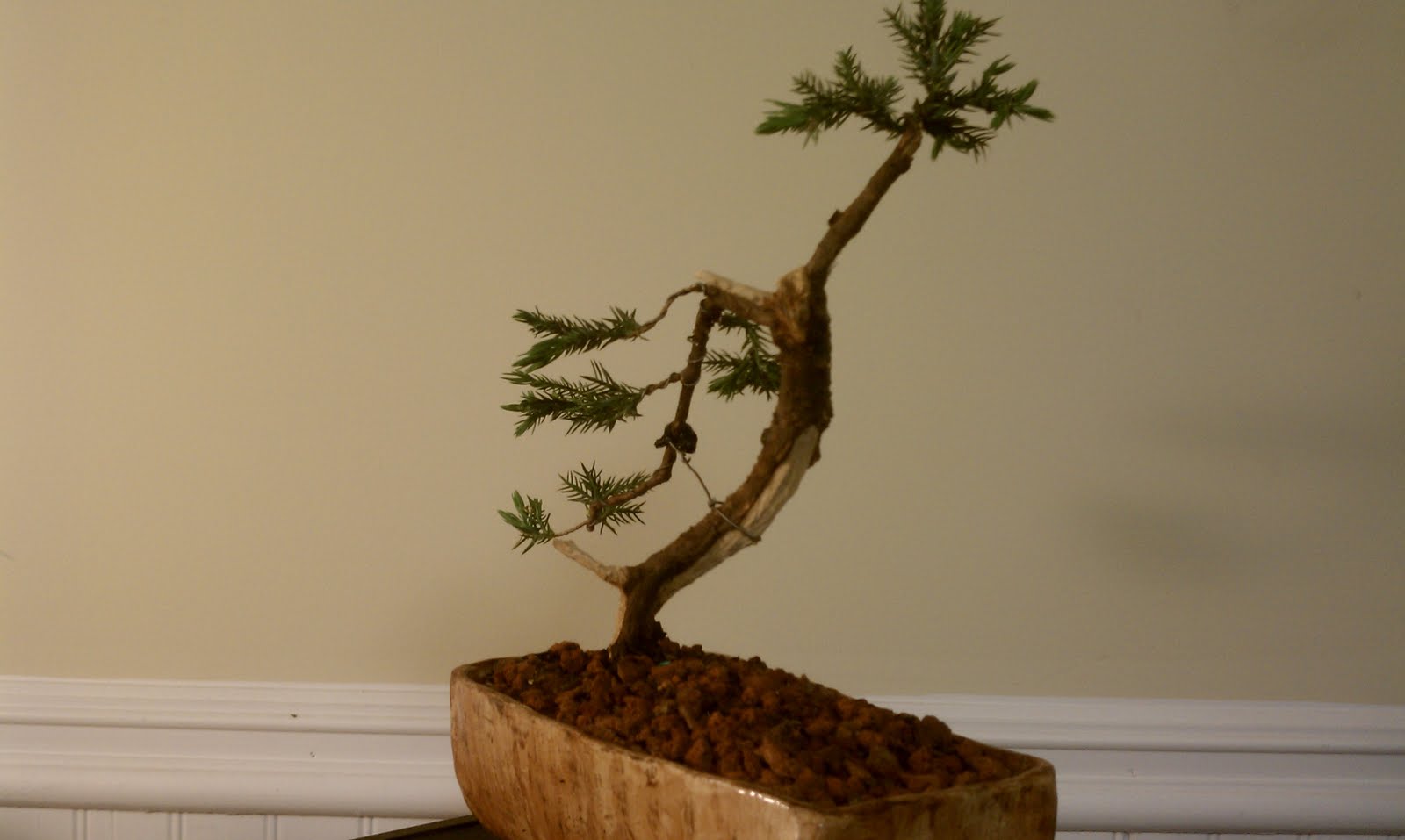 Bodhisattva Bonsai Juniper Blaauw prebonsai material strikes a pose