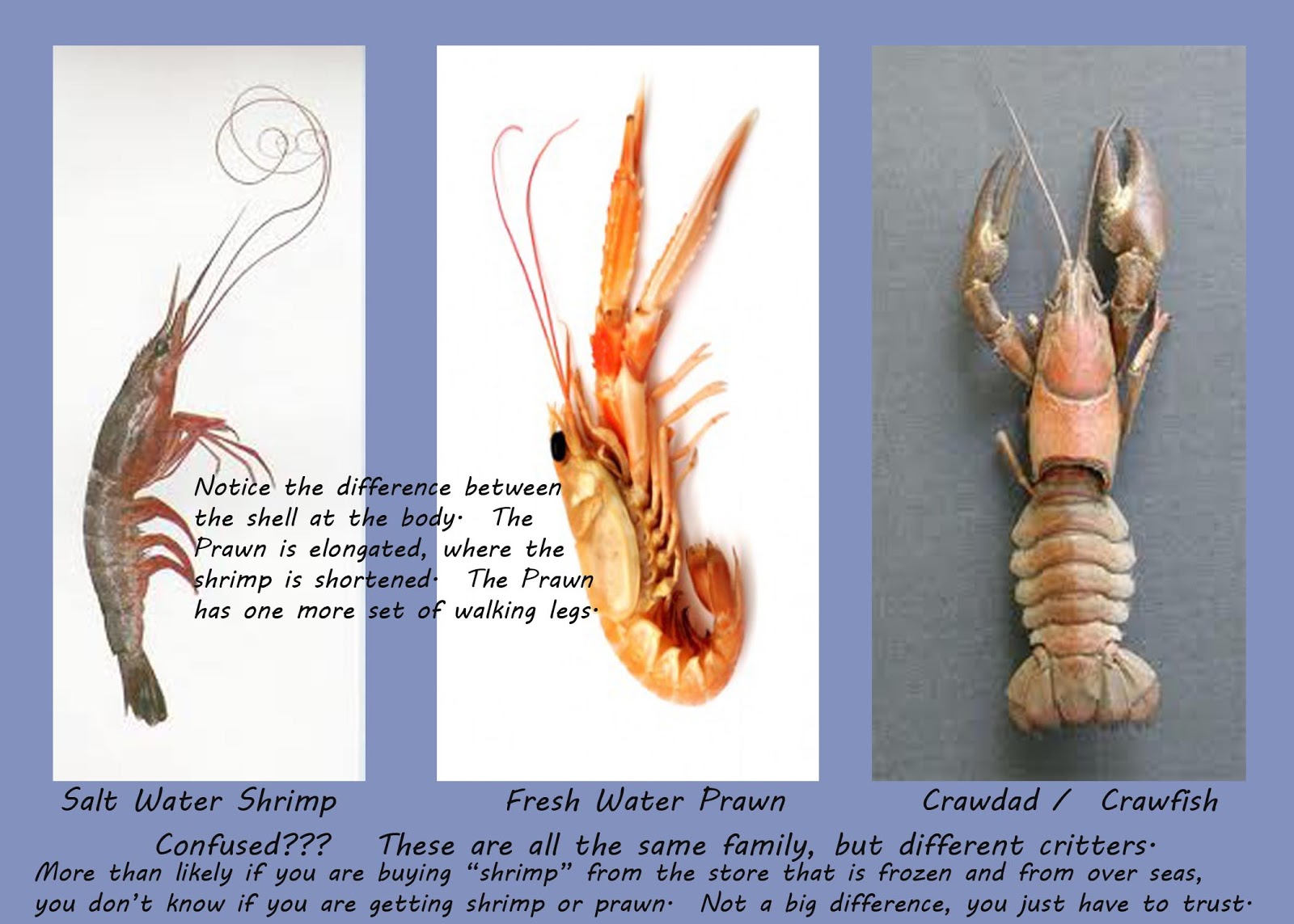 Premier Rocky Mountain Prawns What is a Fresh Water Prawn?
