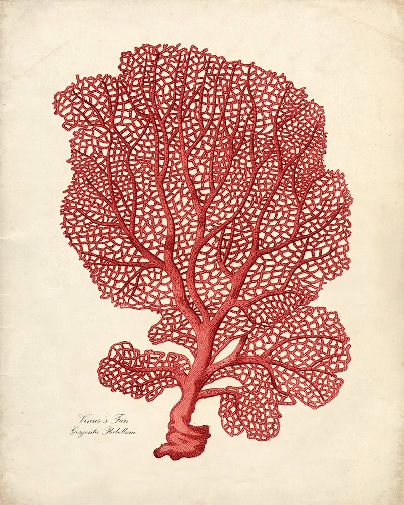 BeeBee.Grace: Vintage Sea Life Prints