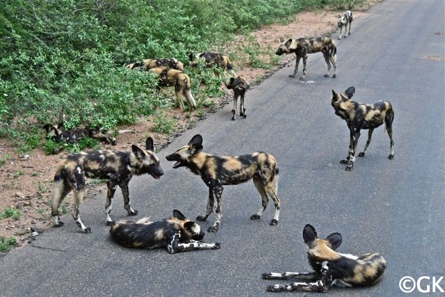 Wildhund oder Hyänenhund (Lycaon pictus)