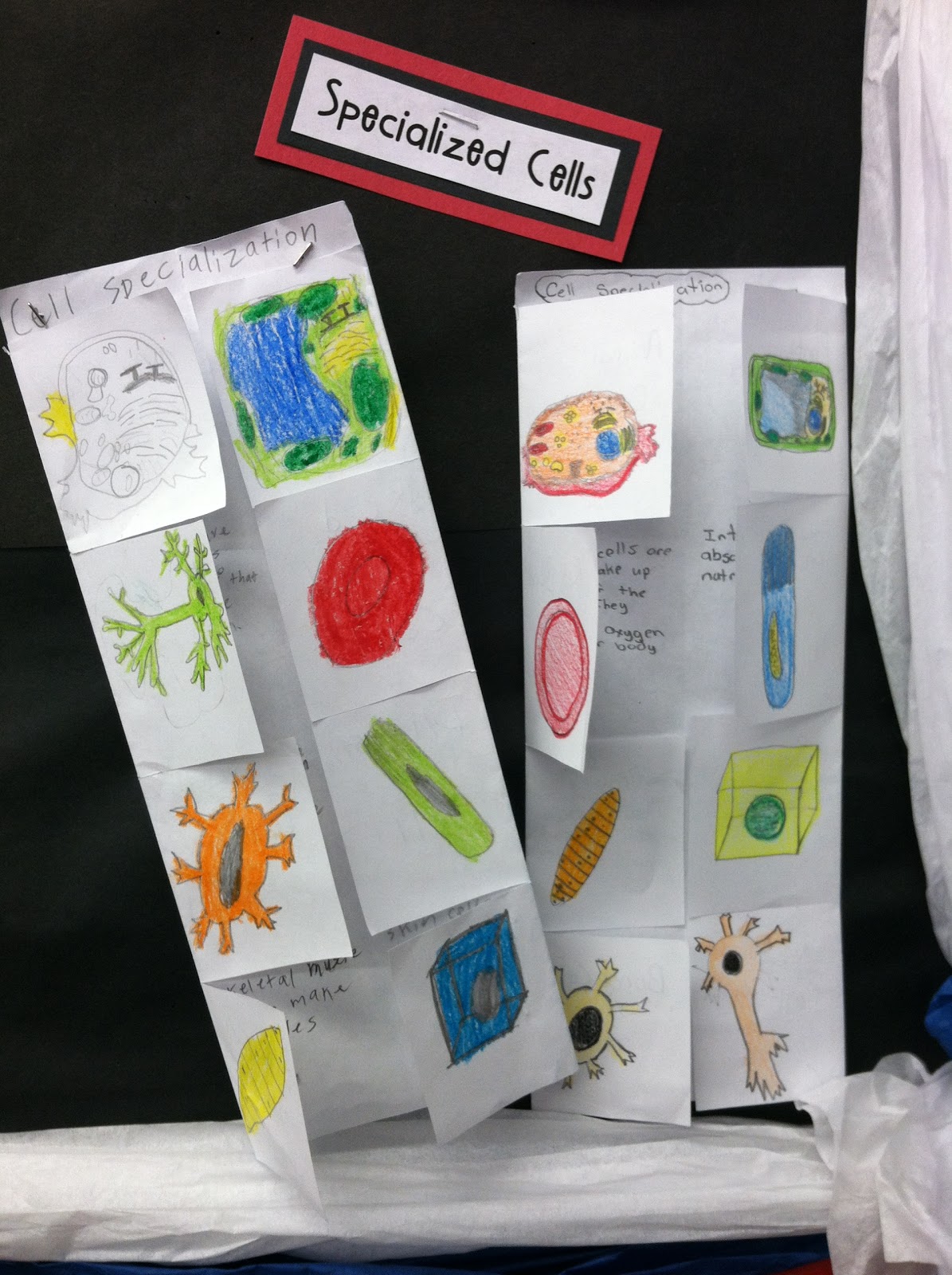 Who wants to summarize using foldables??? Teaching in Room 6