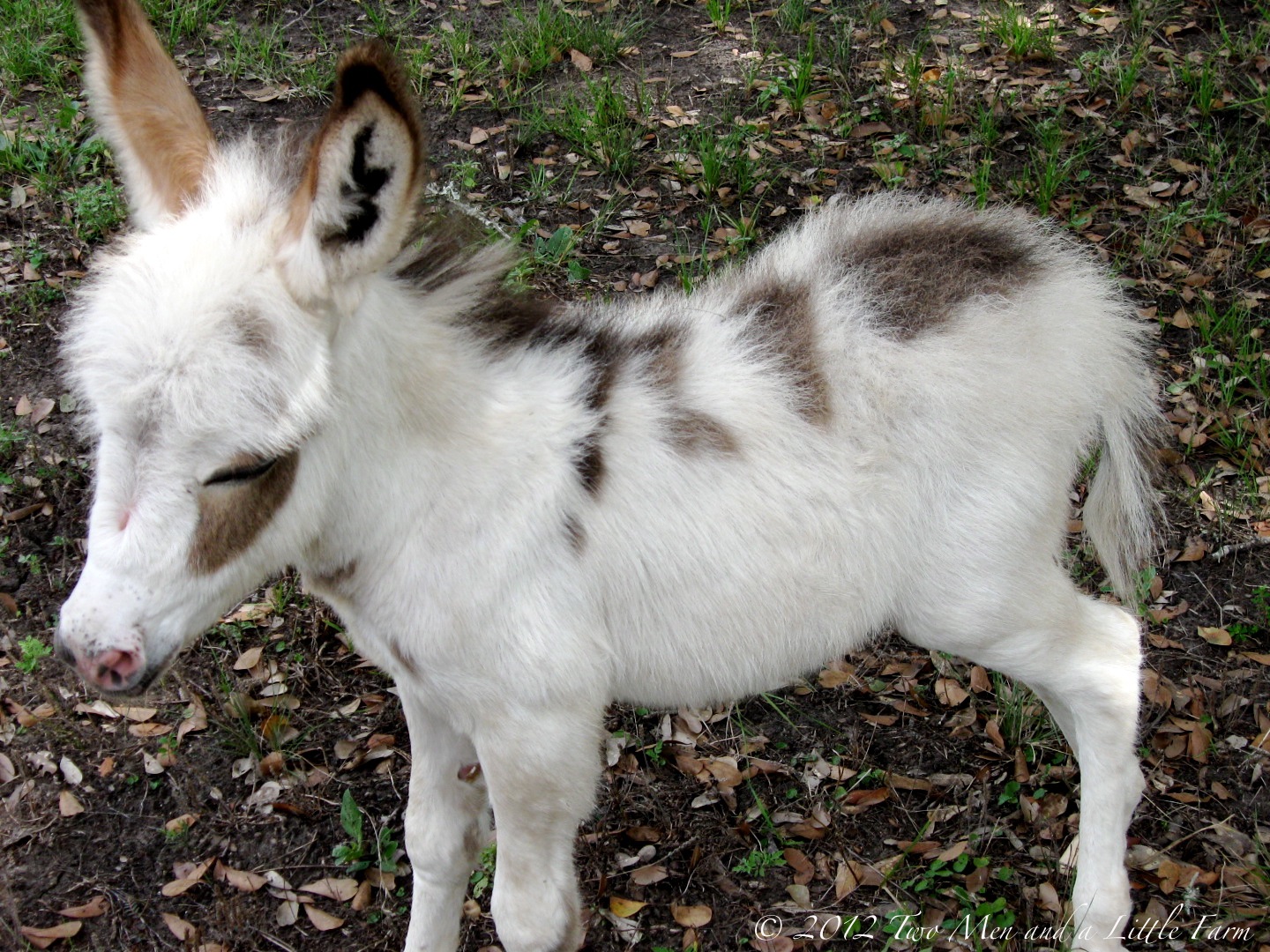 Two Men and a Little Farm BABY MINIATURE DONKEY