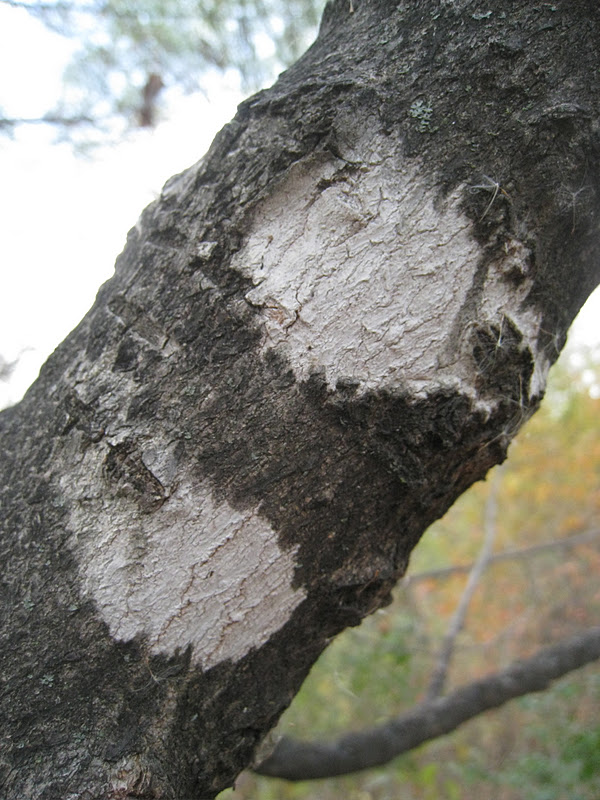 Distracted Naturalist White Spots on Trees