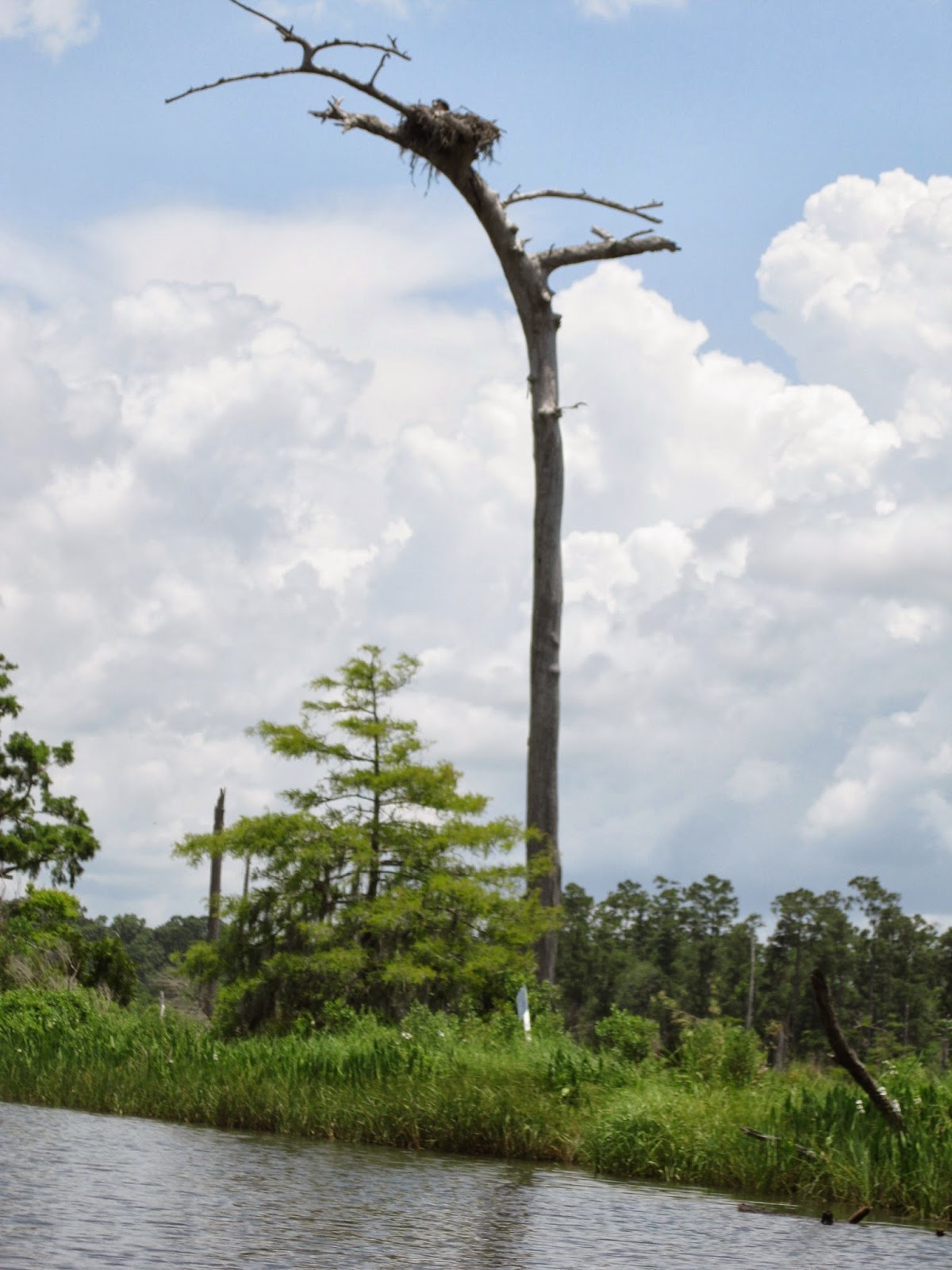 New Orleans Outdoor Companion Cane Bayou. Bayou So close, so