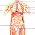 Human Body - Human Anatomy Male