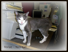 UPDATE 8/14/11 7/23/11 Herbie Needs You. Hardly Any Cats Make It Out.