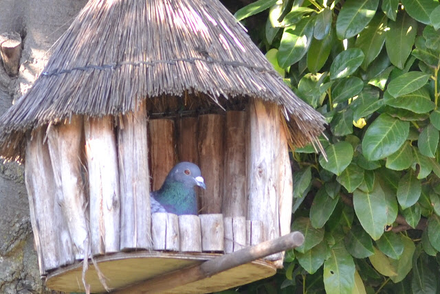Feral Pigeon