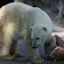 Murió el oso polar del zoológico de Buenos Aires por hipertermia
