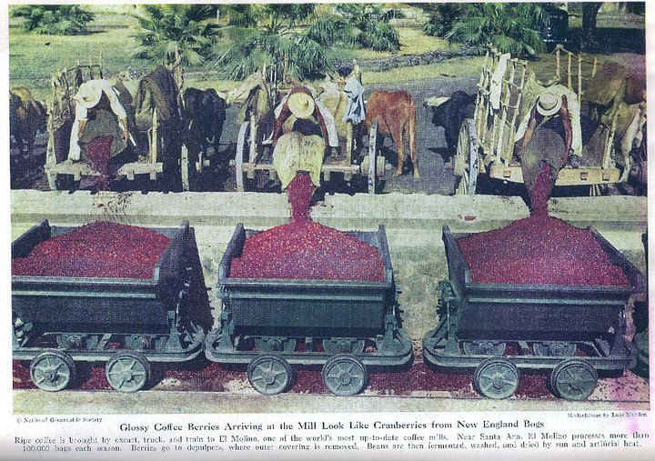 Café de El Salvador por National Geographic en 1944