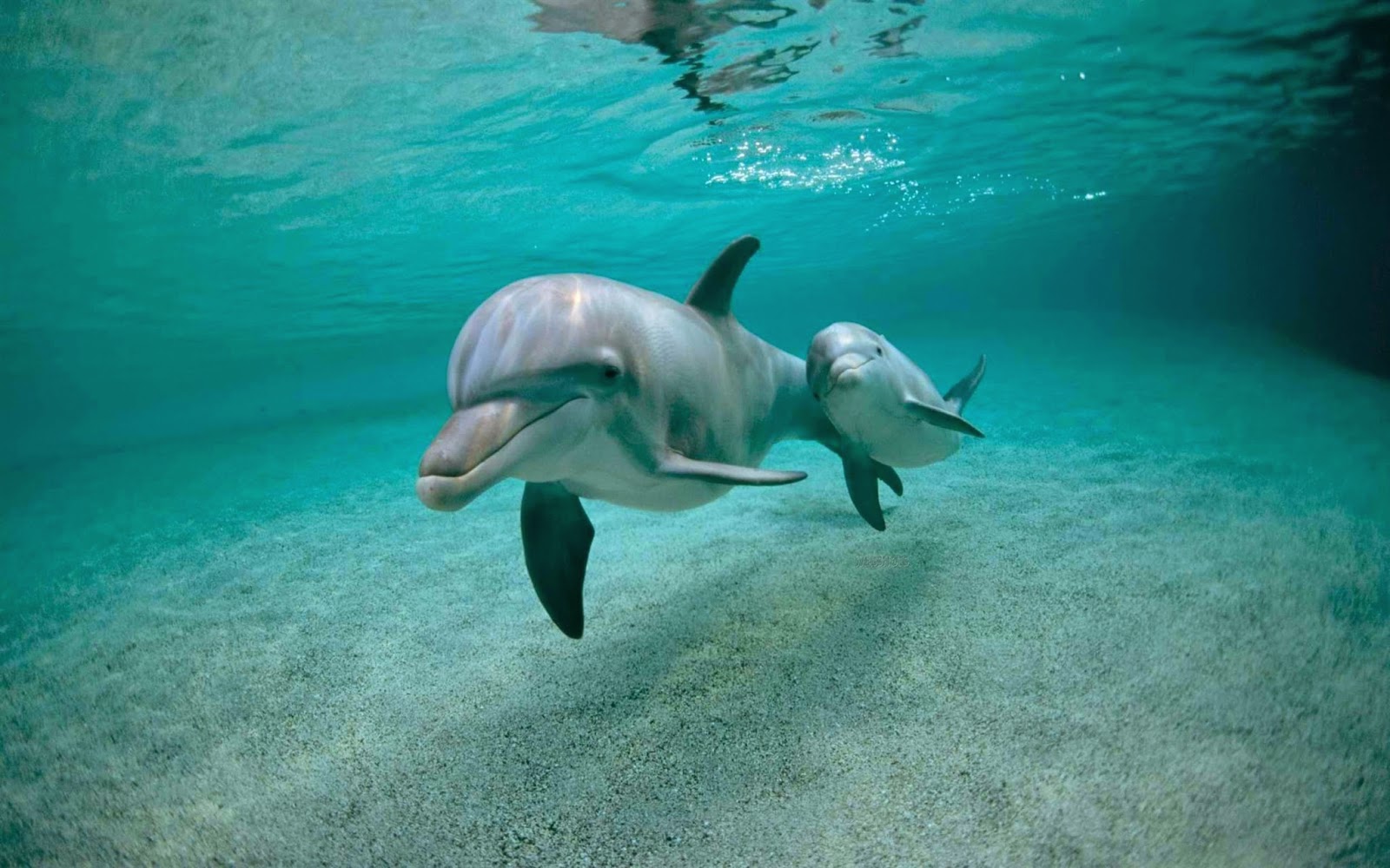 Mother's Day: animal moms with their cute babies | Fun Animals Wiki