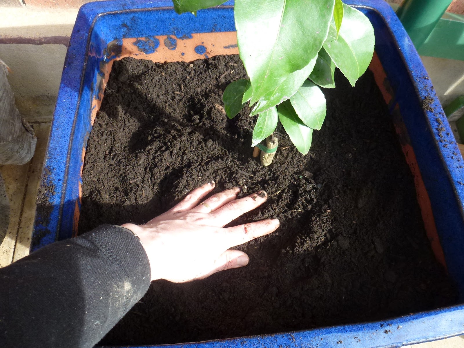Start To Grow Growing Citrus in a Pot