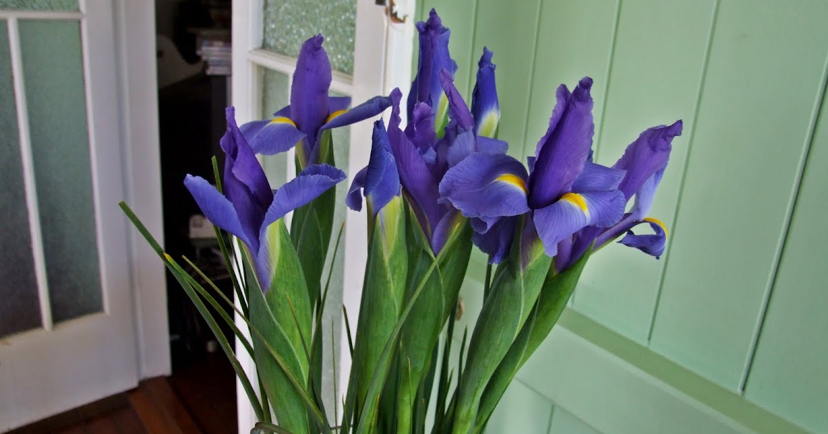 Naturally Carol A Handful of Blue Irises!