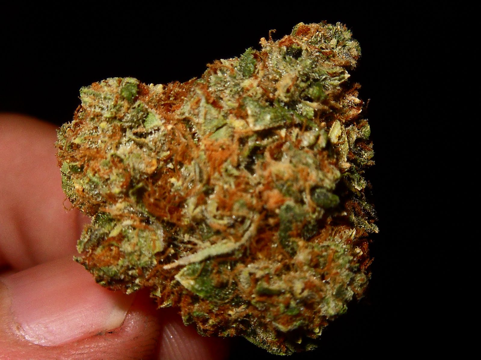 The Herban Legend King OG Kush