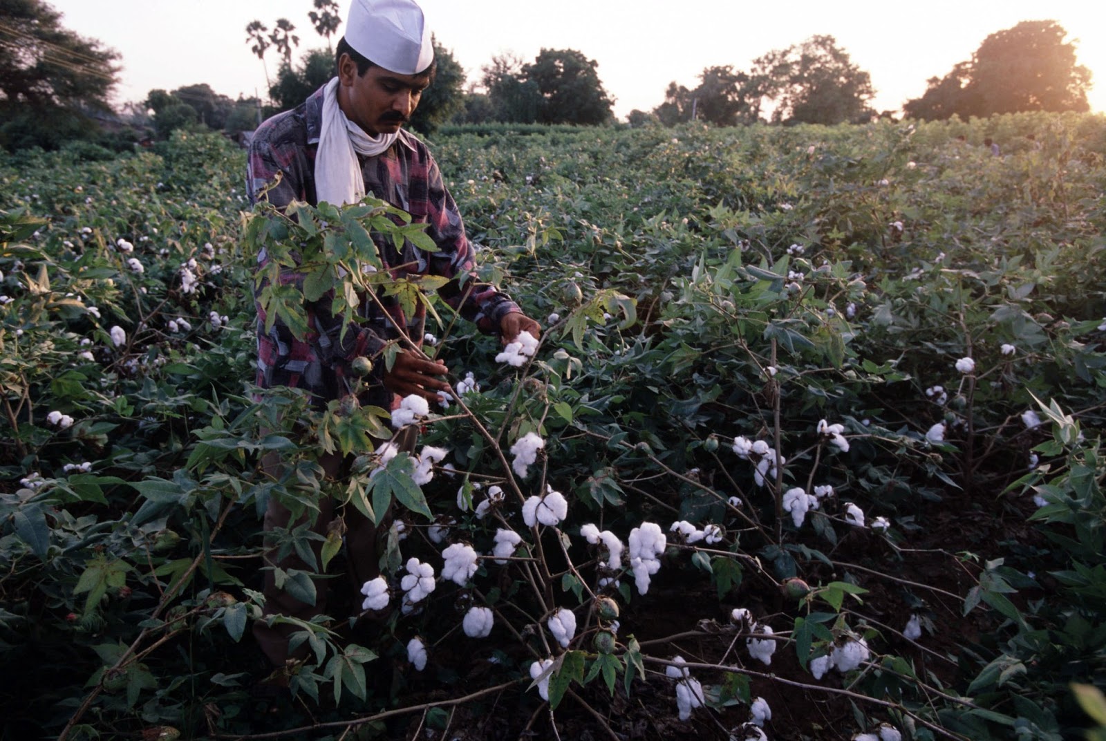 Blog Top Ten Facts about Biotech/GM Crops in 2012