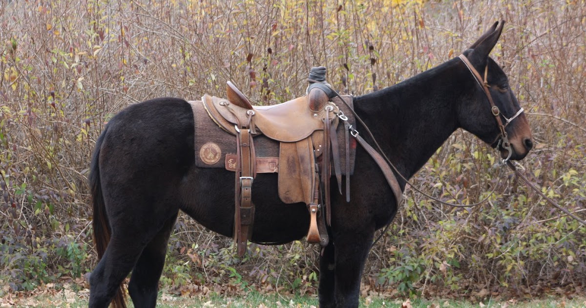 PairADice Mules New Mules for Sale on the site