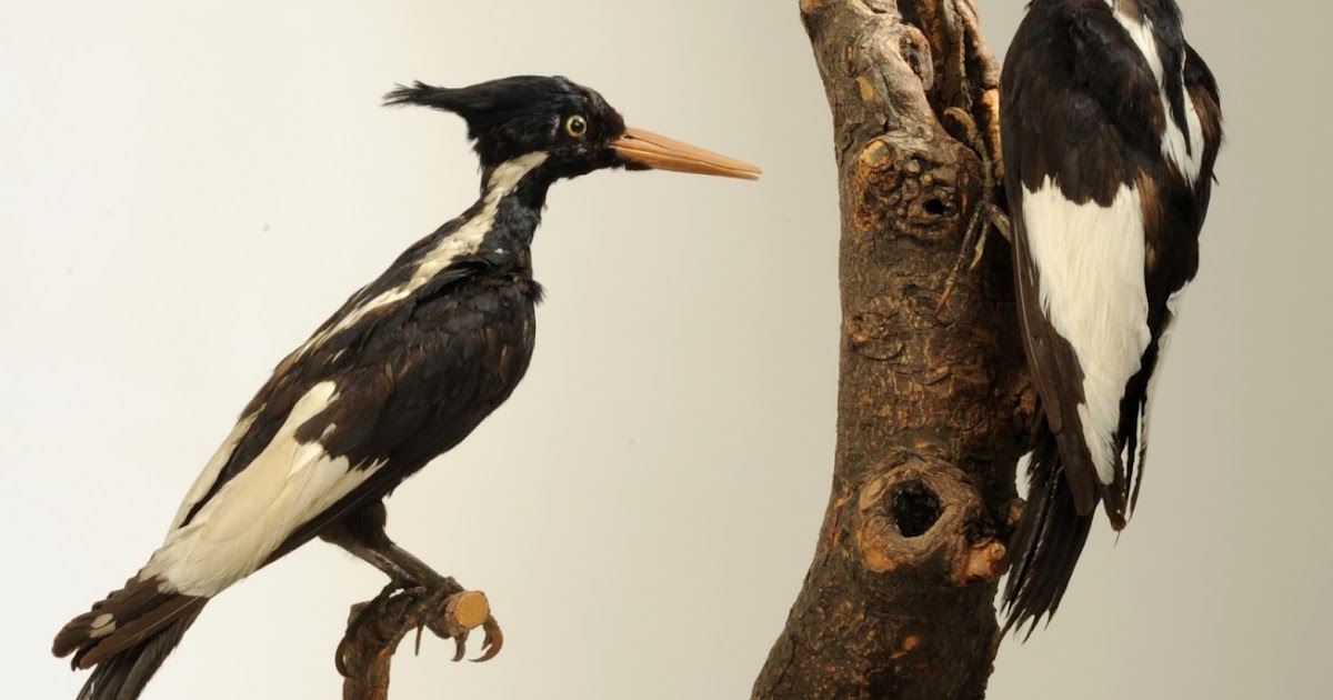 Woodpeckers of the World Ivorybilled Woodpecker