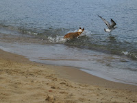 Corgi Tales: August 2012