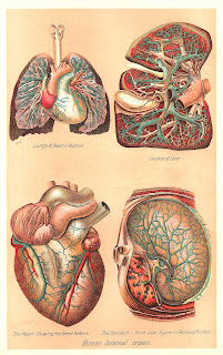 Antique Images: Vintage Medical Clip Art: Human Body Graphic of 4 Human
